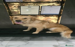 Golden Retriever dogs for sale: Rehoming our beautiful golden retriever Gwendolyn  - Image 3