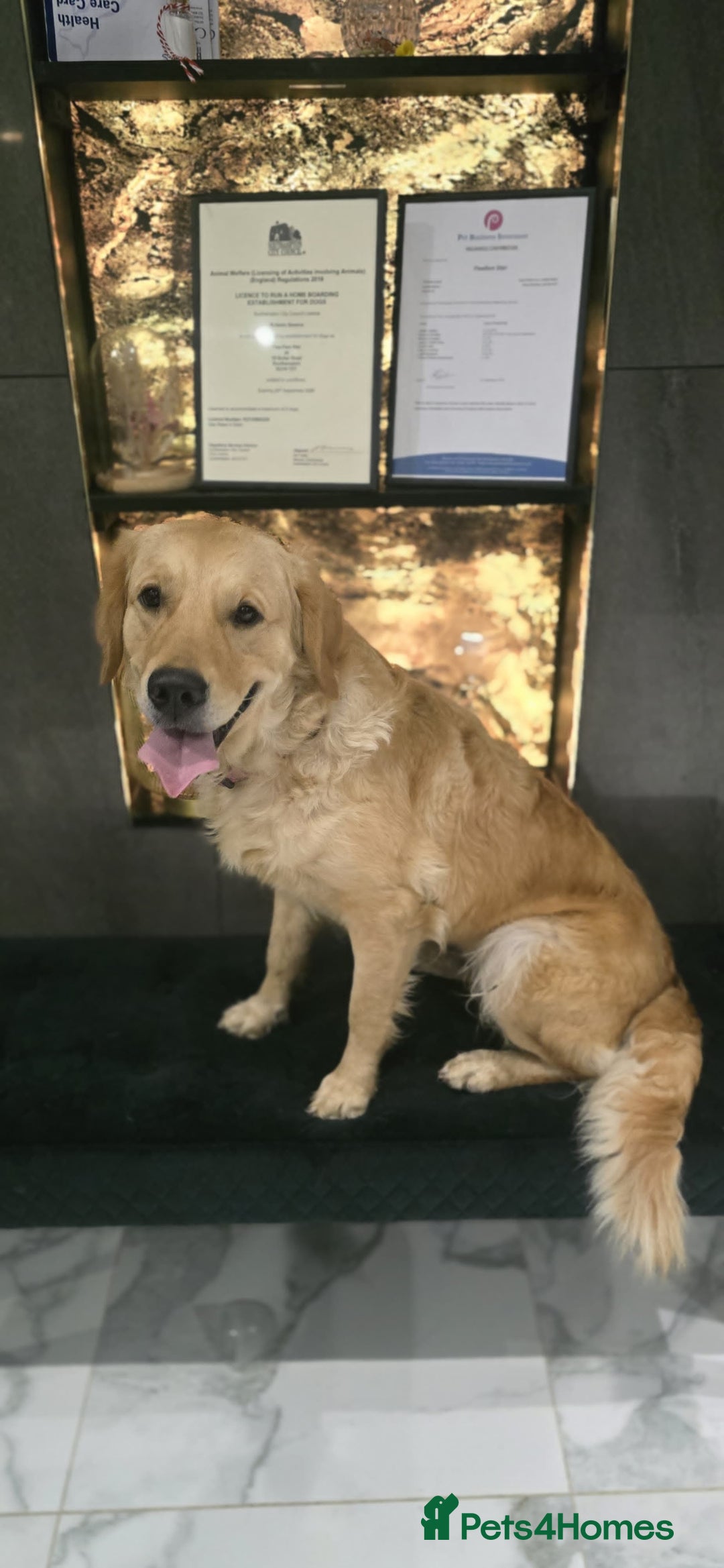 Golden Retriever dogs for sale: Rehoming our beautiful golden retriever Gwendolyn  - Image 3