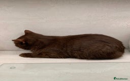 British Shorthair cats for sale: Champion BSH kittens - ready to reserve - Image 3