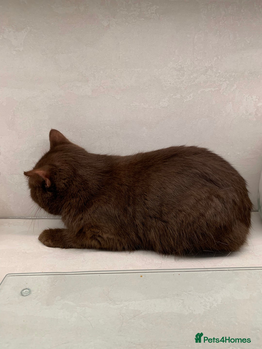 British Shorthair cats for sale: Champion BSH kittens - ready to reserve - Image 3