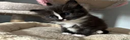 Mixed Breed cats for sale: Long‑Haired beautiful Ragdoll Cross Kittens - Advert 33