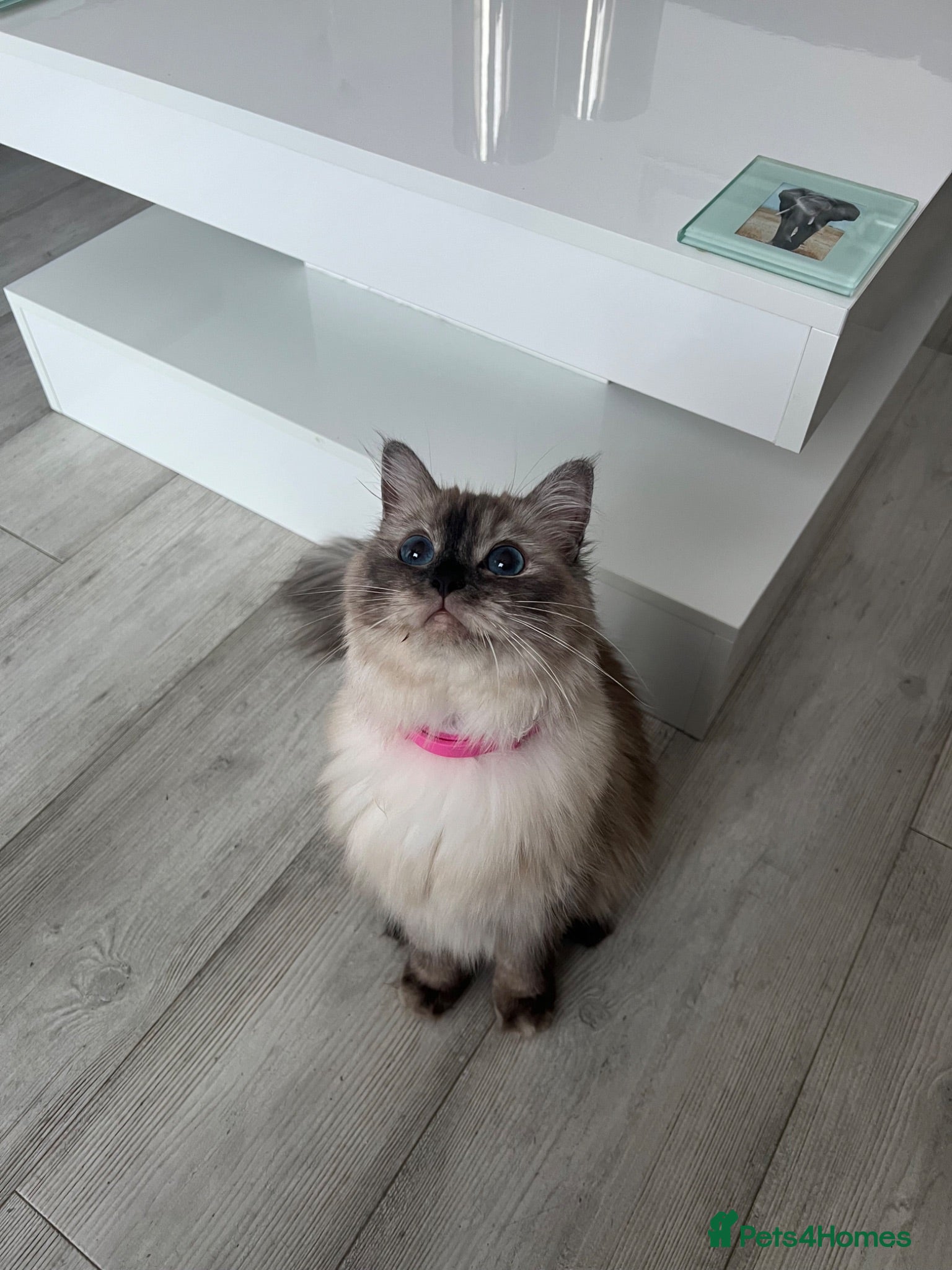 Ragdoll cats Beautiful Ragdoll Kittens - Advert 2