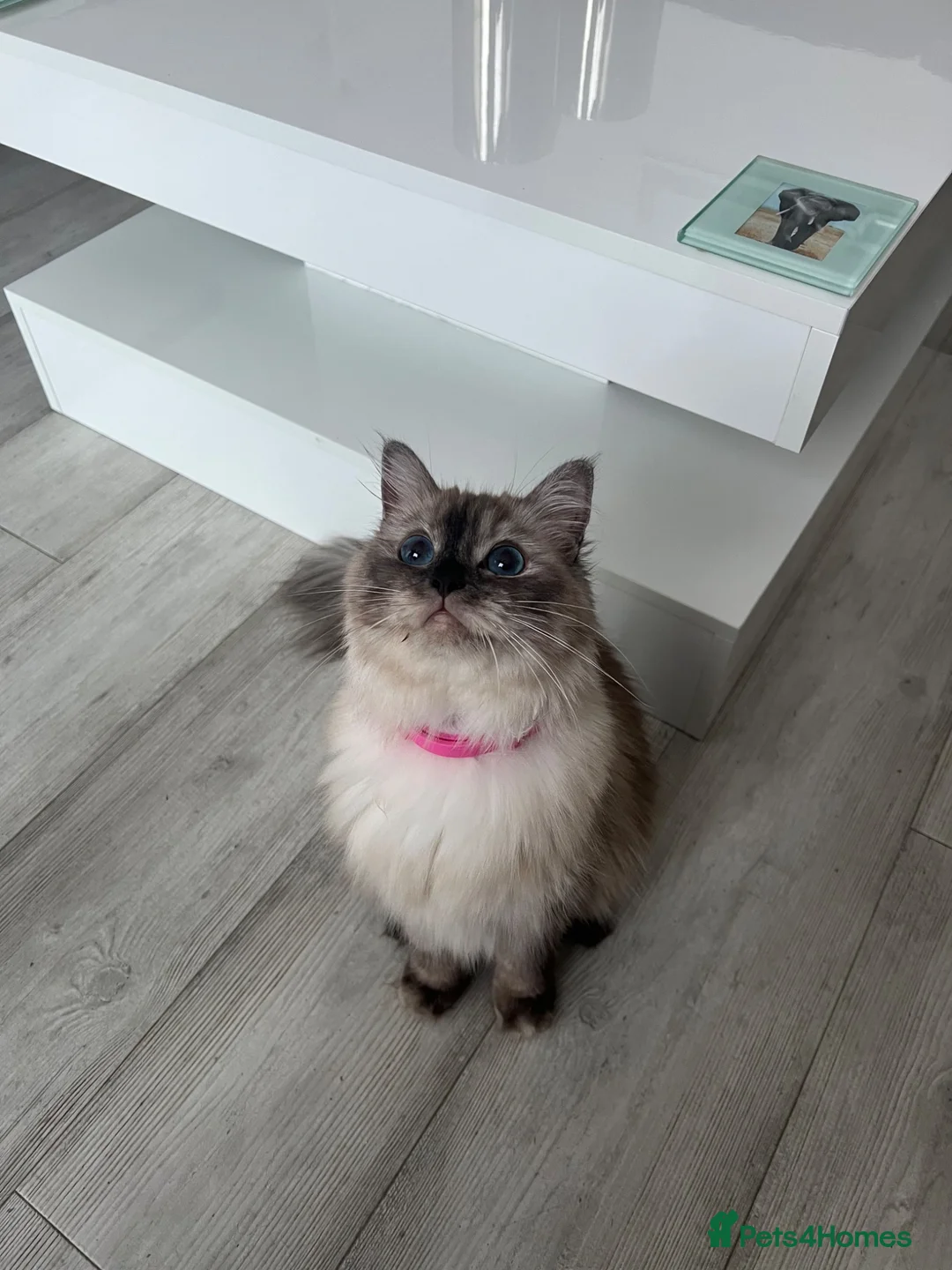 Ragdoll cats for sale: Beautiful Ragdoll Kittens in Milton Keynes - Advert 1