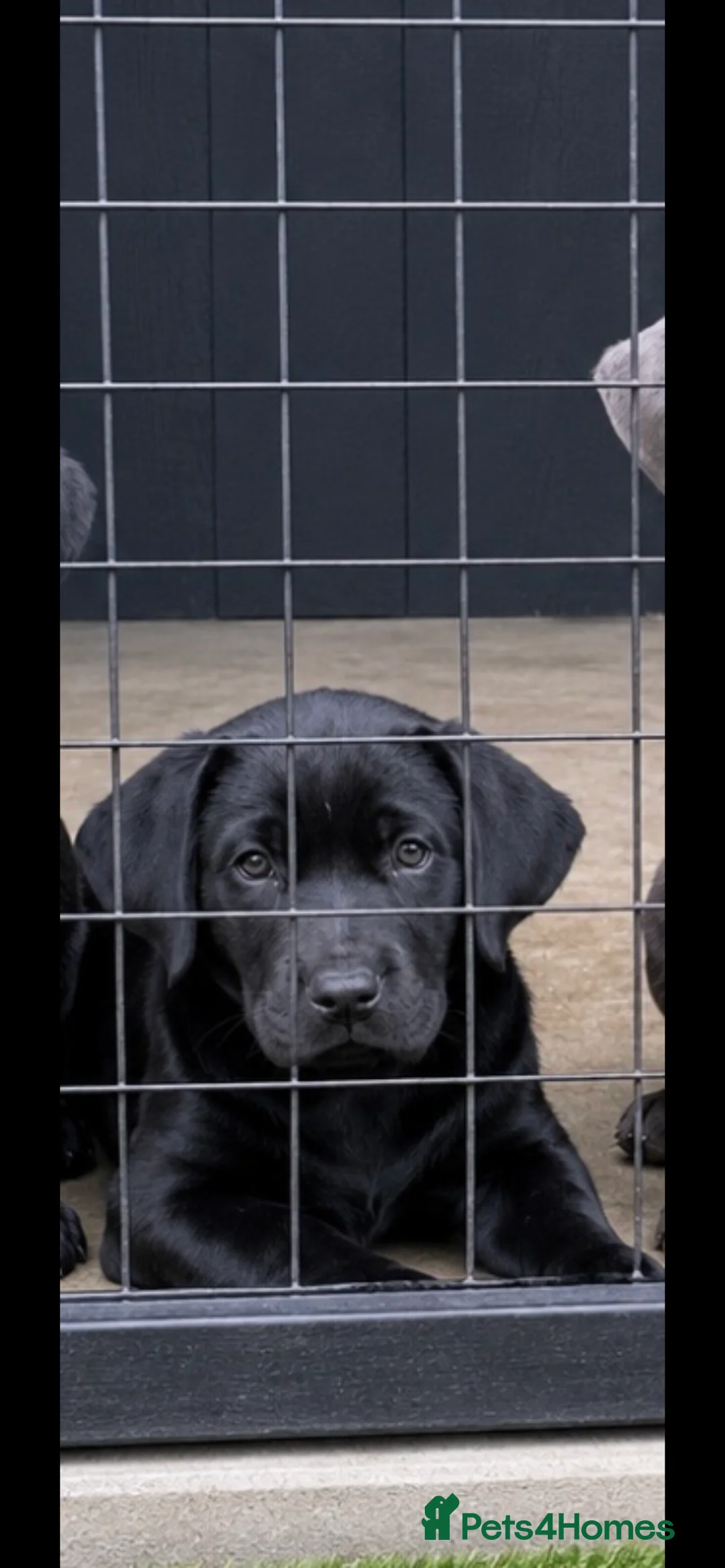 Cane Corso dogs for sale: Beautiful CaneCorso Puppies last 5 - Advert 2