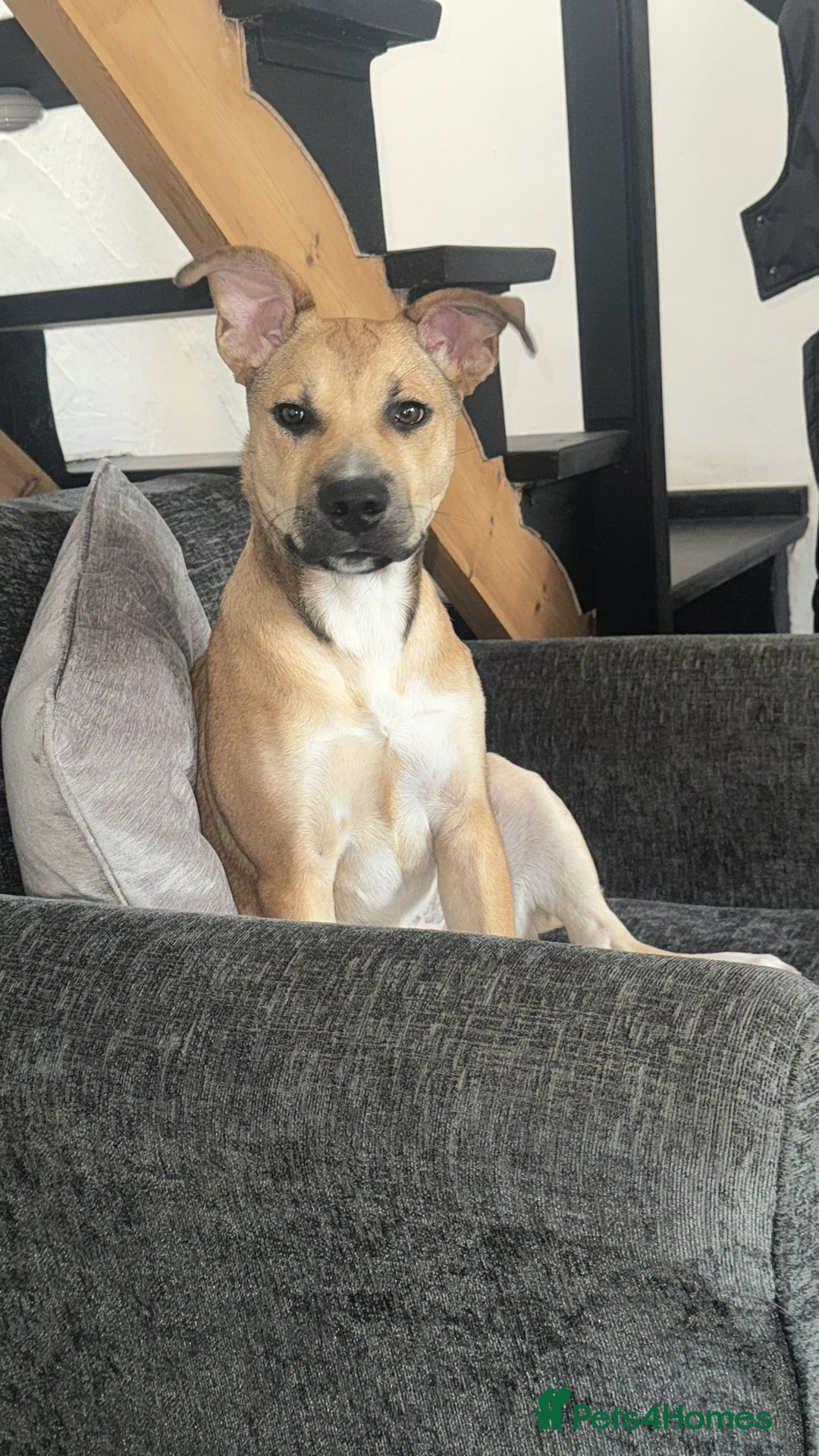 Mixed Breed dogs for sale: Ren looking for a new home x - Image 2