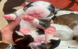 English Bull Terrier dogs for sale: English bull terrier puppy’s  - Image 11