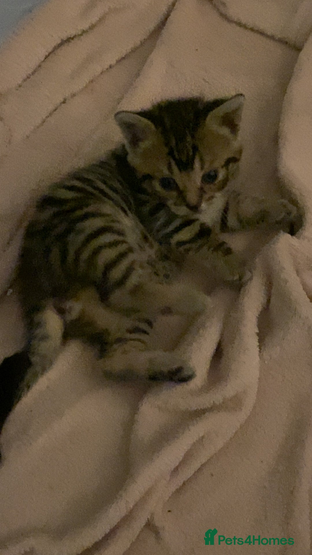 Mixed Breed cats for sale: Mixed breed Bengal and Norwegian forest cat  - Advert 11