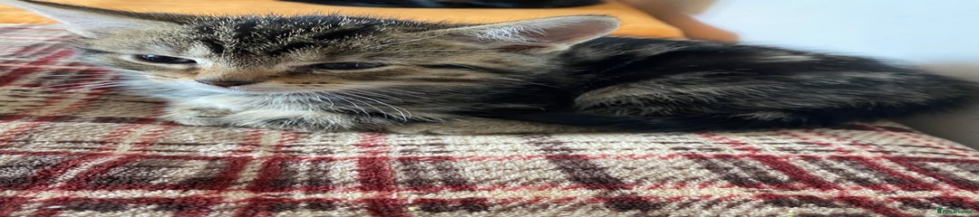 Mixed Breed Kitten 3