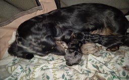 Dachshund dogs for sale: 1 boy 3 girls  - Image 8