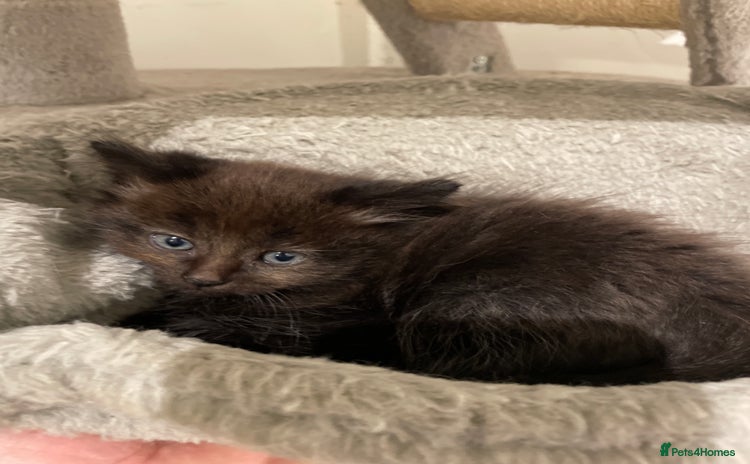 Scottish Fold cats Scottish fold 1 boy 1 Girl. Ready to go now - Advert 1