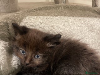 Scottish Fold cats Scottish fold 1 boy 1 Girl. Ready to go now - Advert 2