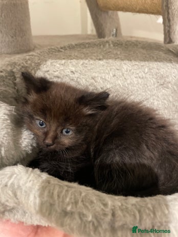 Scottish Fold cats Scottish fold 1 boy 1 Girl. Ready to go now - Advert 1