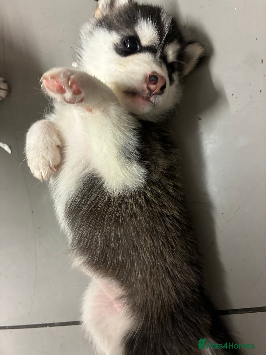 Utonagan dogs for sale: Siberian husky x alusky (malamute x husky) - Image 2