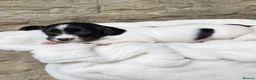 English Springer Spaniel dogs for sale: Outstanding KC Registered Springer Spaniel Puppies - Advert 11