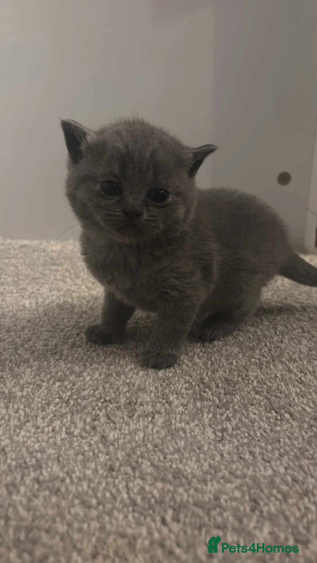 British Shorthair cats for sale: Pure Bred British Shorthair kittens x 4 - Advert 19