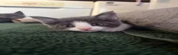 Scottish Fold cats for sale: 🐾 Beautiful Scottish Mix Kittens 🐾 - Advert 7