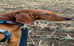 Segugio Italiano dogs for adoption: Duffy – 3 yr old boy, Striking Segugio Italiano X - Image 8