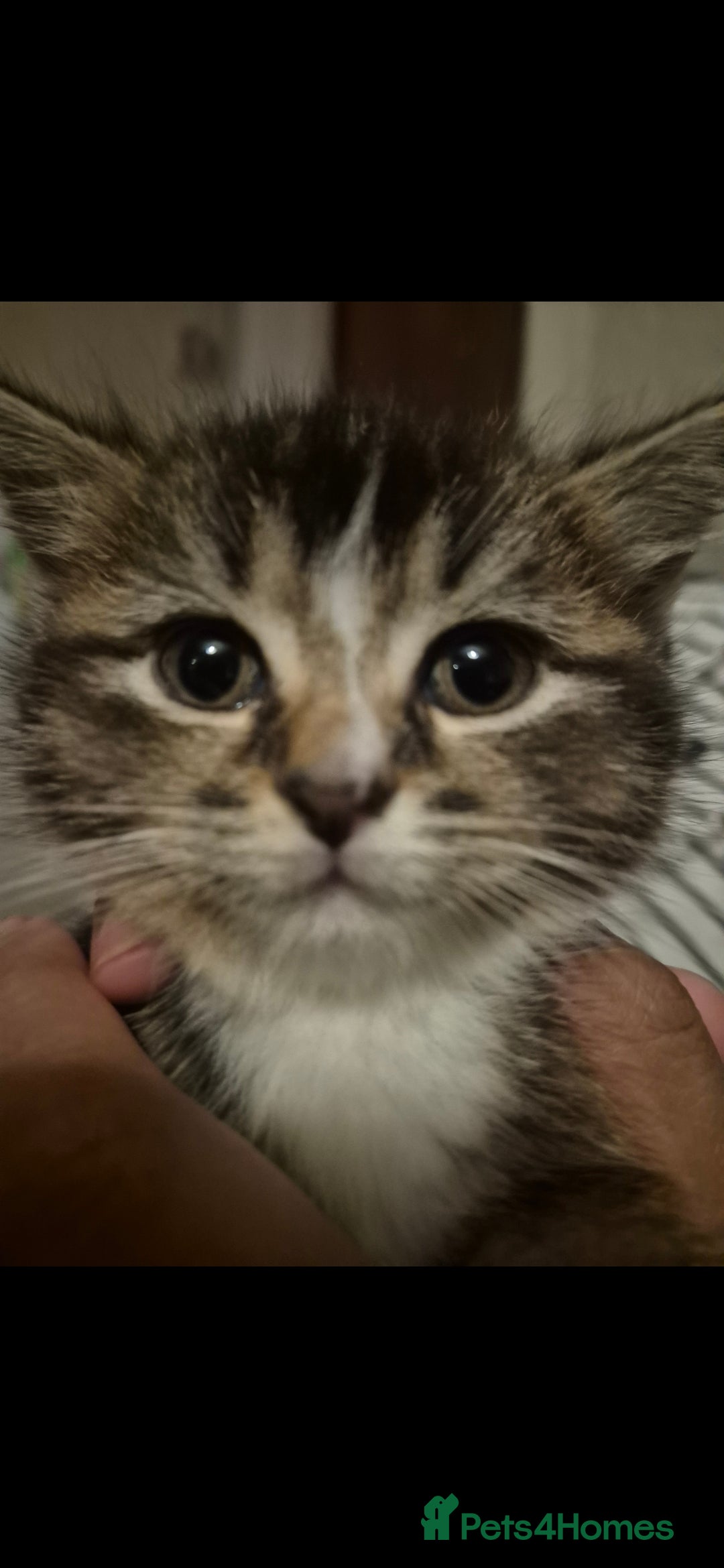 Scottish Fold cats for sale: 1 Beautiful Little Girl Scottish Fold X - Advert 4