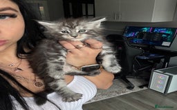 Maine Coon cats for sale: Russian XL maine coons!❤️ready to leave next week! - Image 6