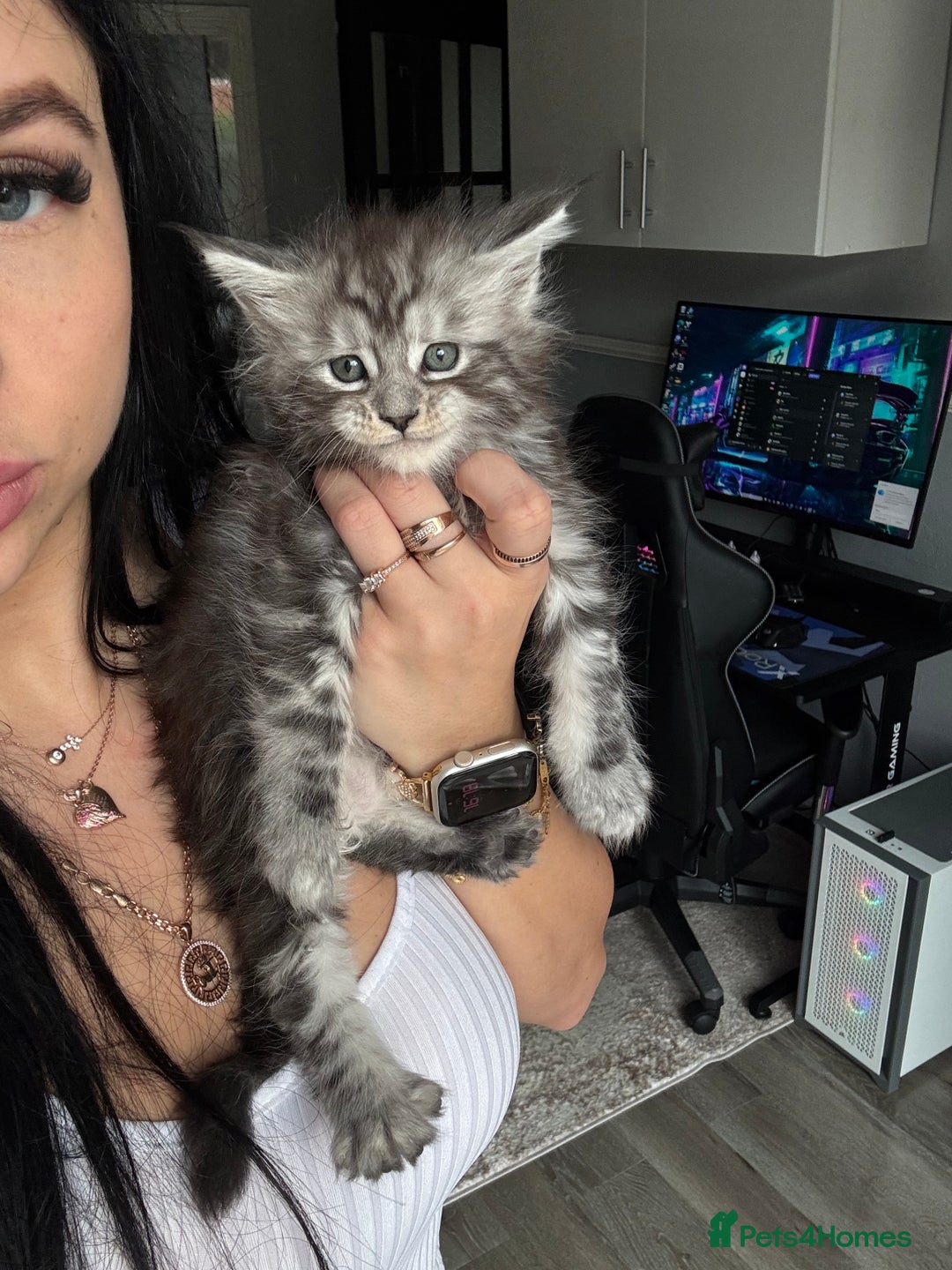 Maine Coon cats for sale: Russian XL maine coons!❤️ready to leave next week! - Image 6