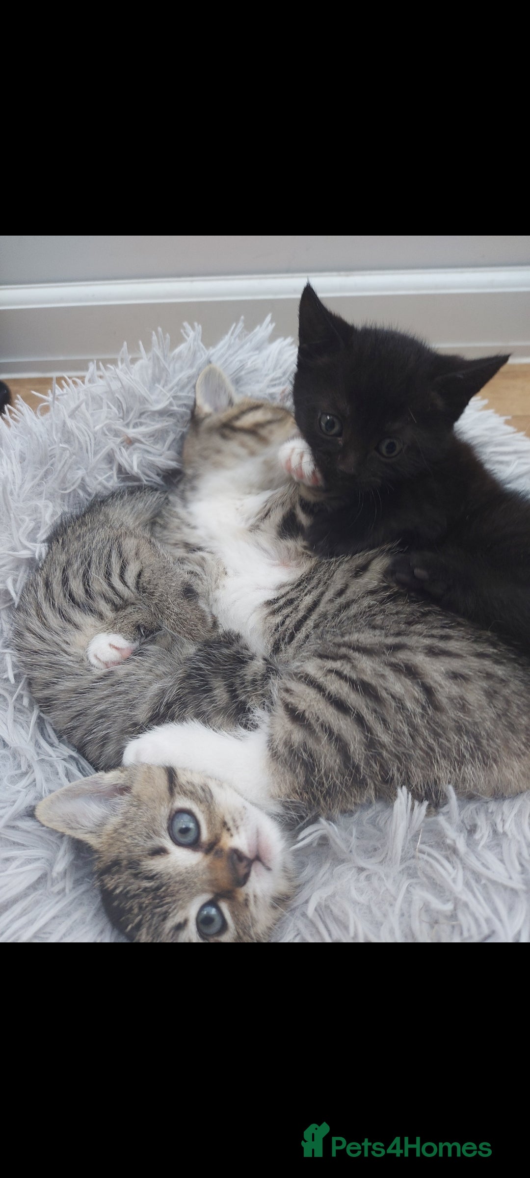 Mixed Breed cats for sale: Beautiful kittens 🥰 - Advert 5