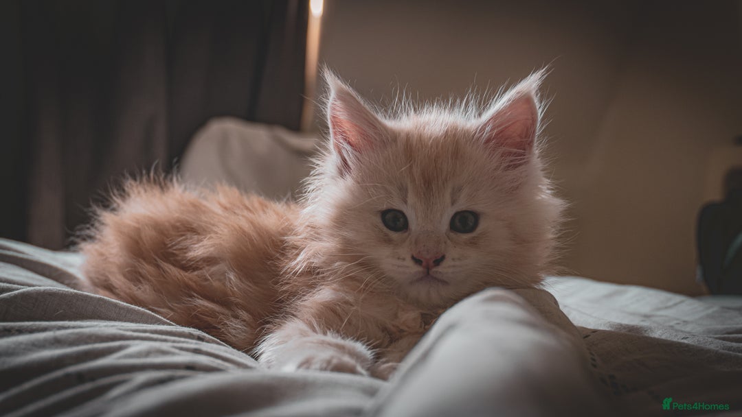 Maine Coon cats for sale: Cream beautiful and fluffy kittens  in Oxford - Image 1