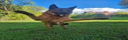 German Shepherd dogs for sale: German shepherd girl Malu - Advert 1