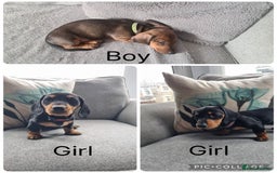 Miniature Dachshund dogs for sale: READY NOW! Minature dashshunds 1 boy 2 girls  - Image 1