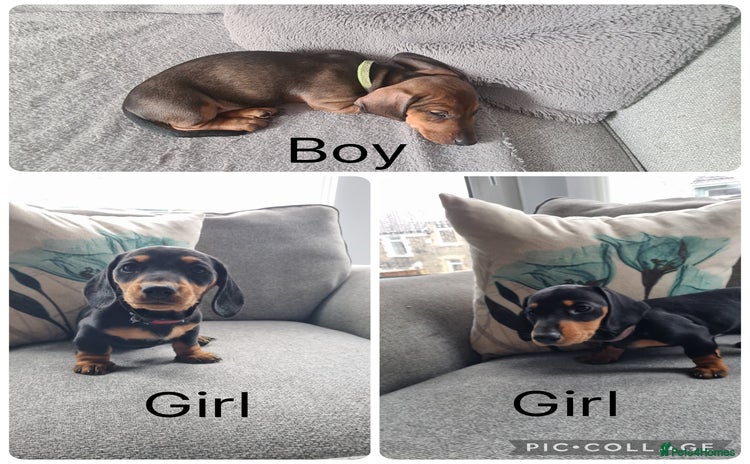 Miniature Dachshund dogs - Advert 2