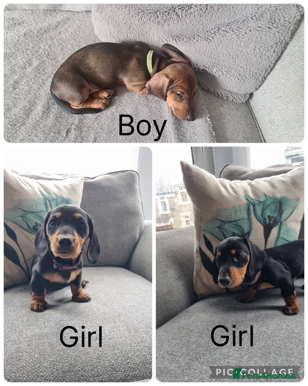 Miniature Dachshund dogs for sale: READY NOW! Minature dashshunds 1 boy 2 girls  - Image 1