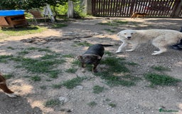 Mixed Breed dogs for adoption: Meet Lovely little LOTTIE! she needs a Loving Home - Image 22