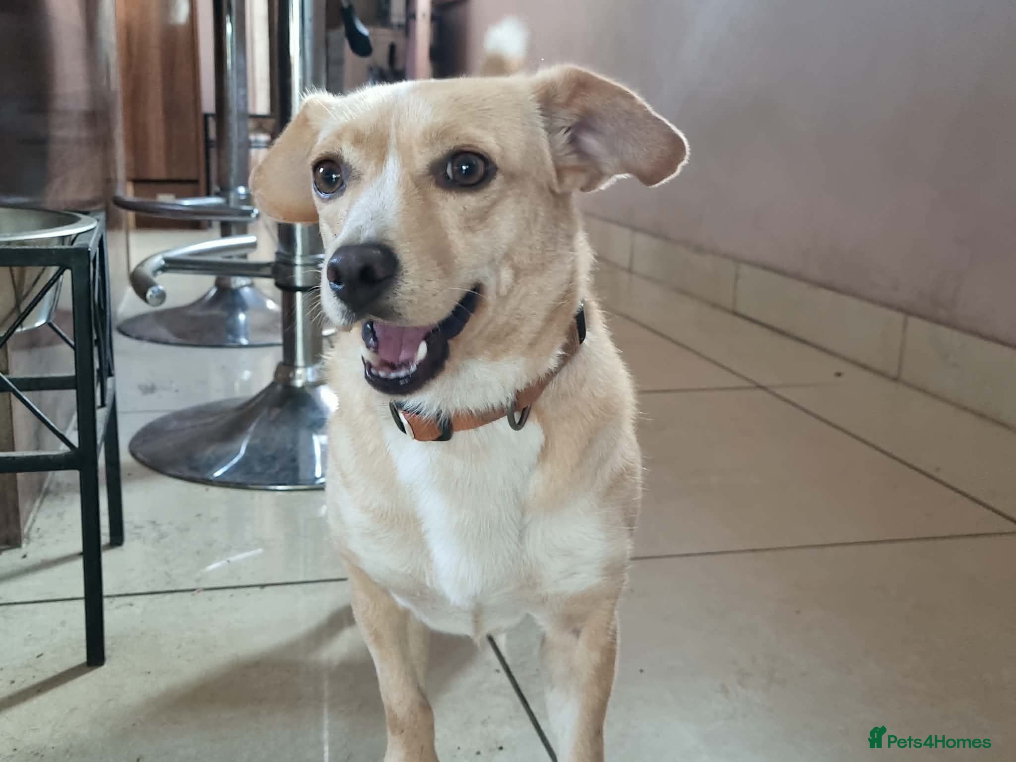 Mixed Breed dogs Klara, Gentle Girl Looking for a Patient Home - Advert 1