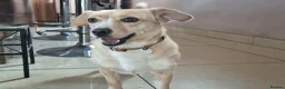 Mixed Breed dogs for adoption: Klara, Gentle Girl Looking for a Patient Home - Advert 1