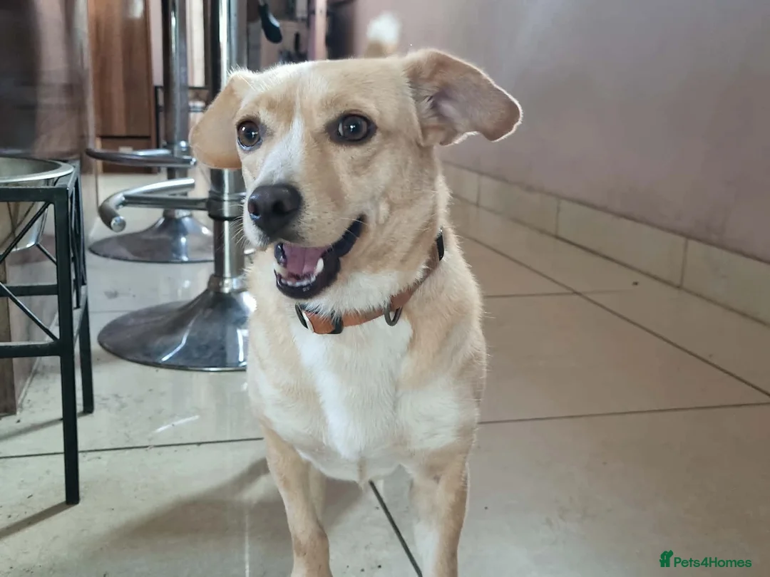 Mixed Breed dogs for adoption: Klara, Gentle Girl Looking for a Patient Home - Advert 1