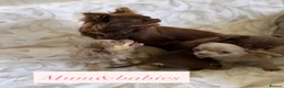 Chihuahua dogs for sale: Beautiful chihuahuas in Badminton - Advert 15
