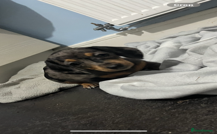 Dachshund dogs - Advert 2