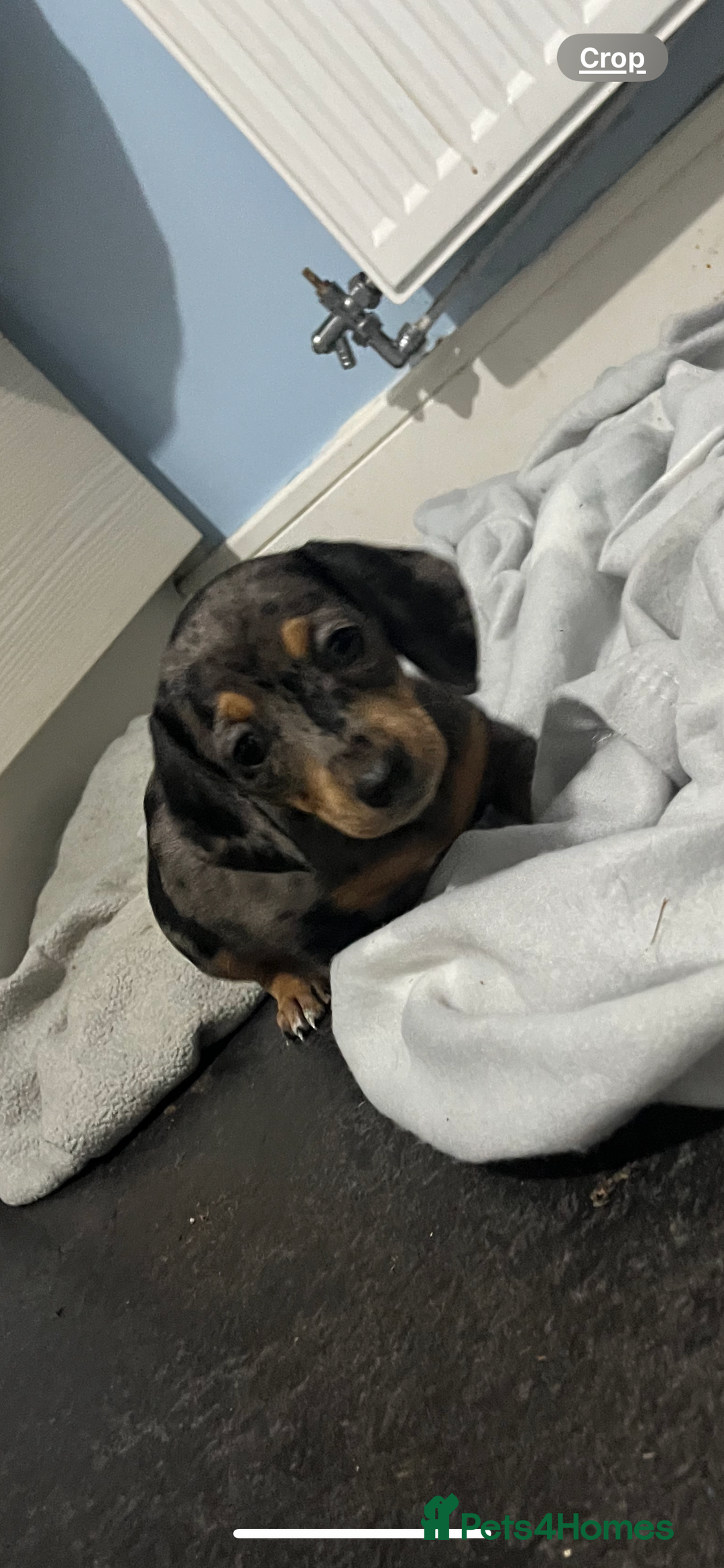 Dachshund dogs for sale: STUNNING dachshund puppies 2 boys 2 girls  - Image 1