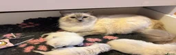 Ragdoll cats for sale: Ragdoll kittens - fully health checked - Advert 1