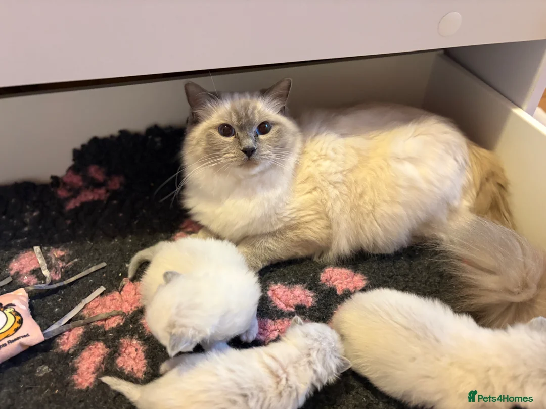 Ragdoll cats for sale: Ragdoll kittens - fully health checked - Advert 1