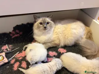 Ragdoll cats Ragdoll kittens - fully health checked - Advert 1