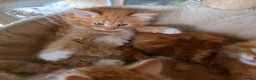 Maine Coon cats for sale: 🐱 Beautiful ginger half maine coon kittens - Advert 7