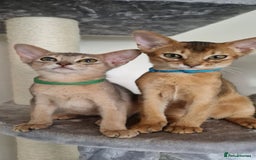 Abyssinian cats for sale: Pure Abyssinian kittens ❤️Ready to go 😍  - Image 18
