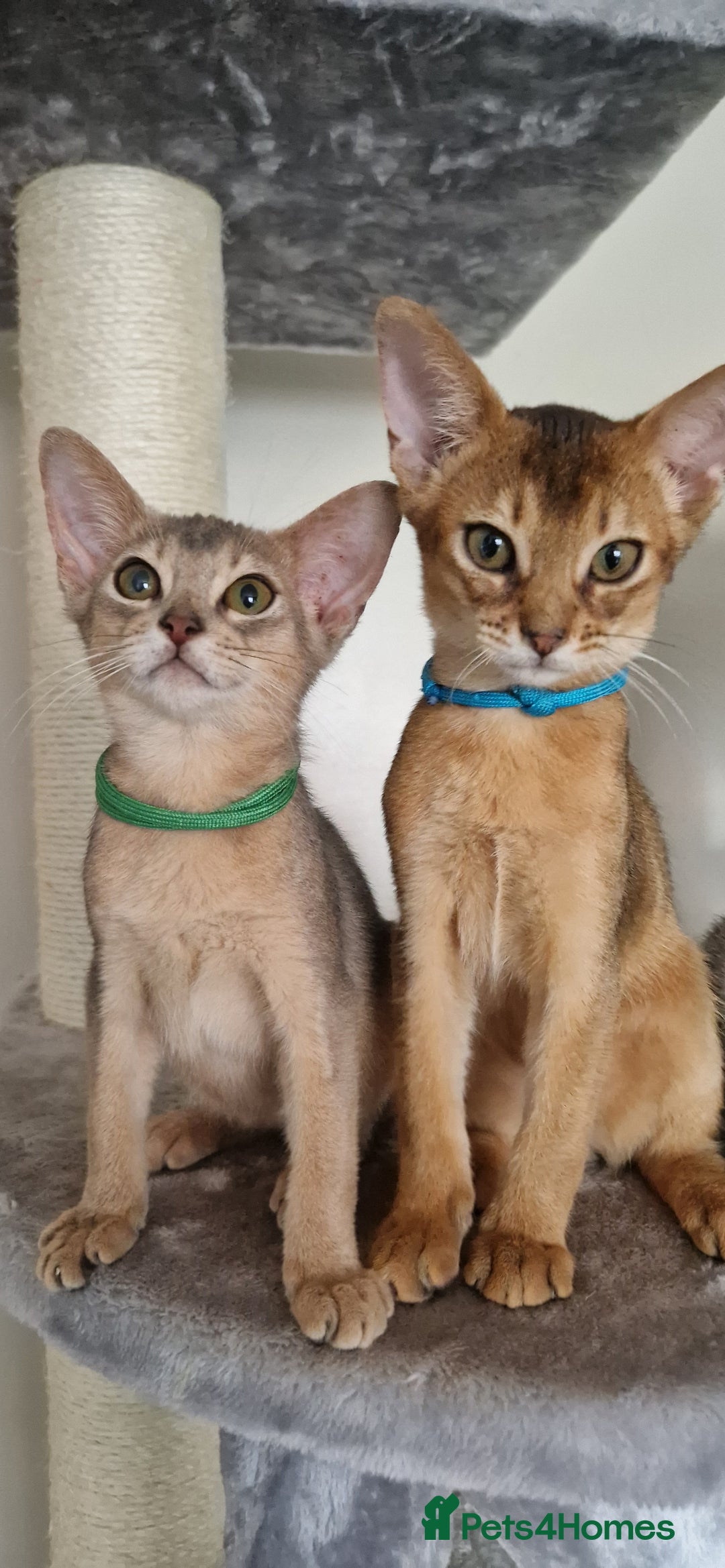 Abyssinian cats for sale: Pure Abyssinian kittens ❤️Ready to go 😍  - Image 18