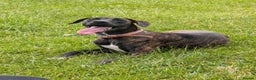 Mixed Breed dogs for sale: Bull-lurcher X - Advert 5