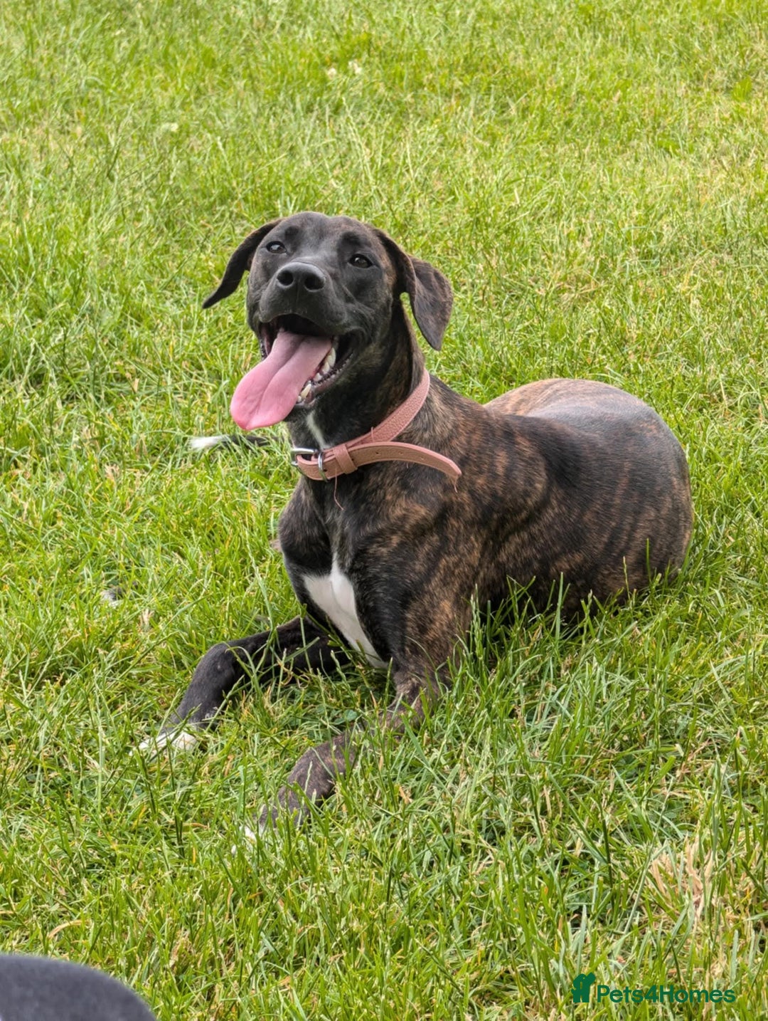 Mixed Breed dogs for sale: Bull-lurcher X - Advert 5