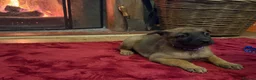 Belgian Shepherd Dog dogs for sale: Belgian shepherd puppies  in Norwich - Advert 4