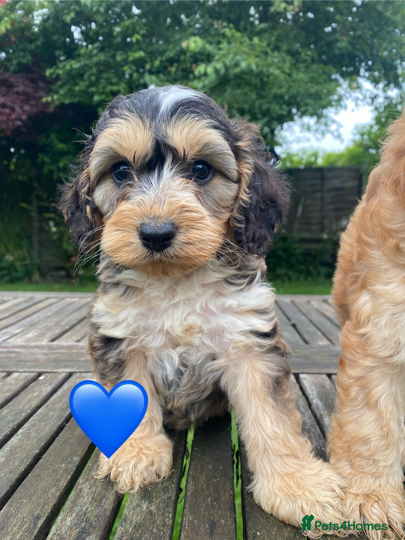 Cockapoo dogs for sale: F1 SABLE COCKAPOOS. - Advert 1