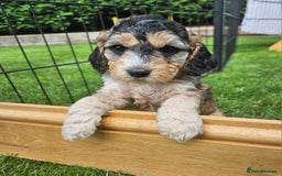 Cockapoo dogs for sale: Cockapoo Puppies - Image 4