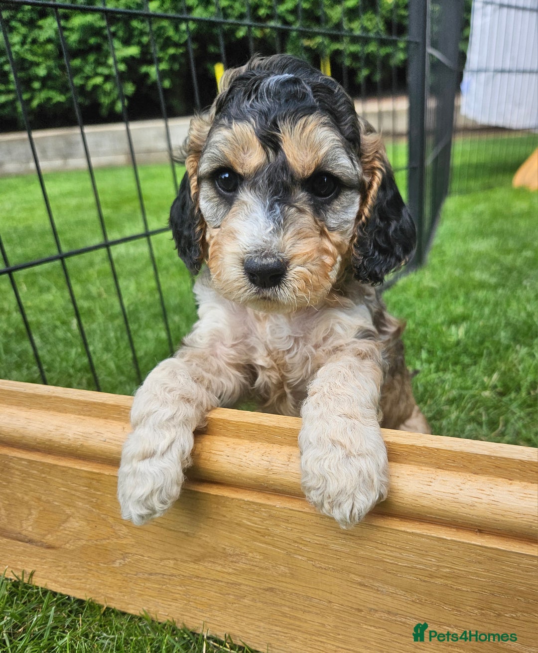 Cockapoo dogs for sale: Cockapoo Puppies - Image 4