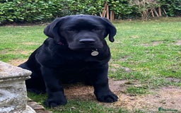 Labrador Retriever dogs for sale: Beautiful Litter Of Chocolate And Black PUPS - Image 2